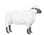 sheep