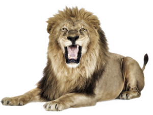 lion