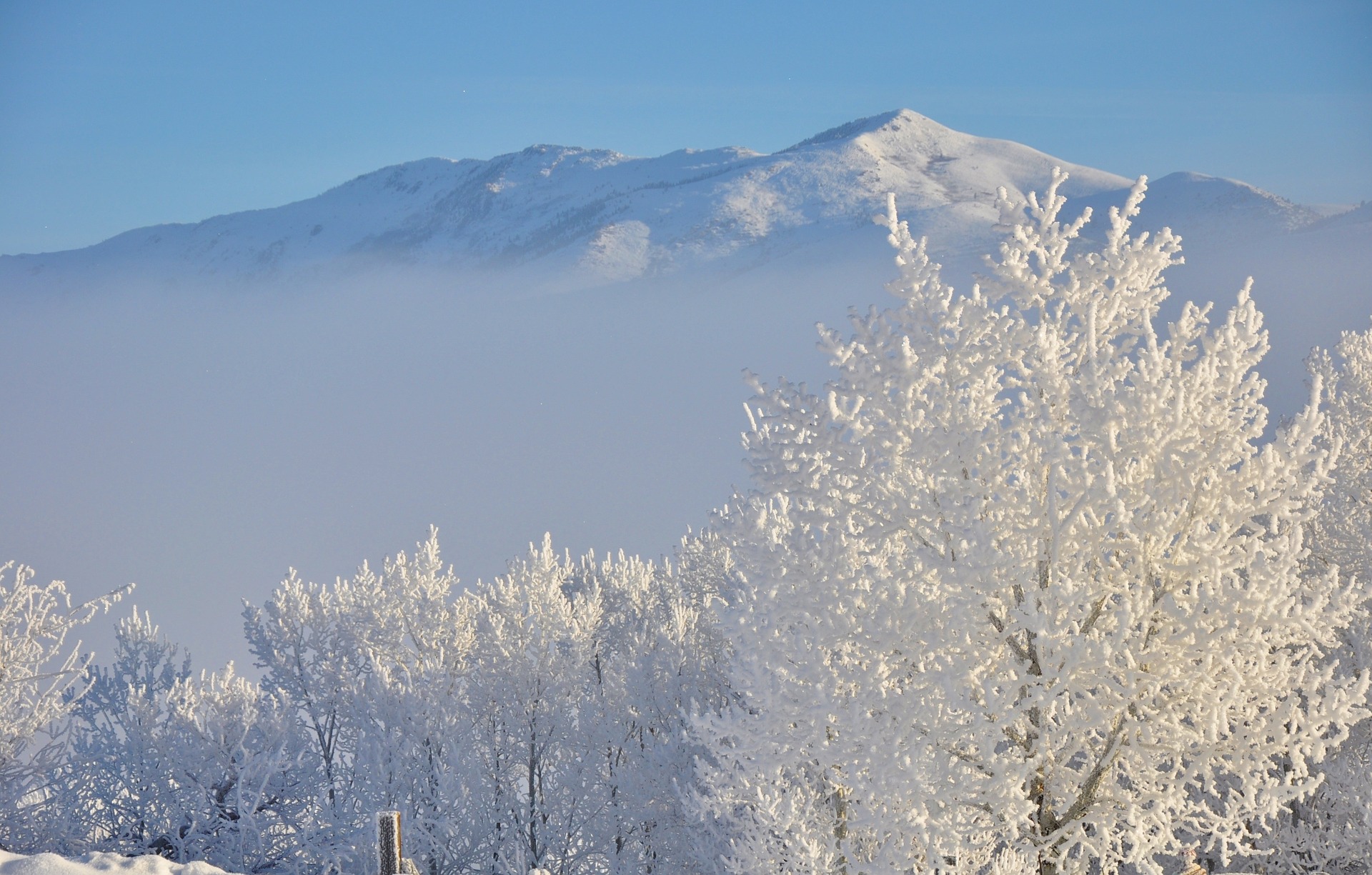 New Versions Are Removing MajorBiblical Terms From The Bible   Hoar Frost 1386798 1920 