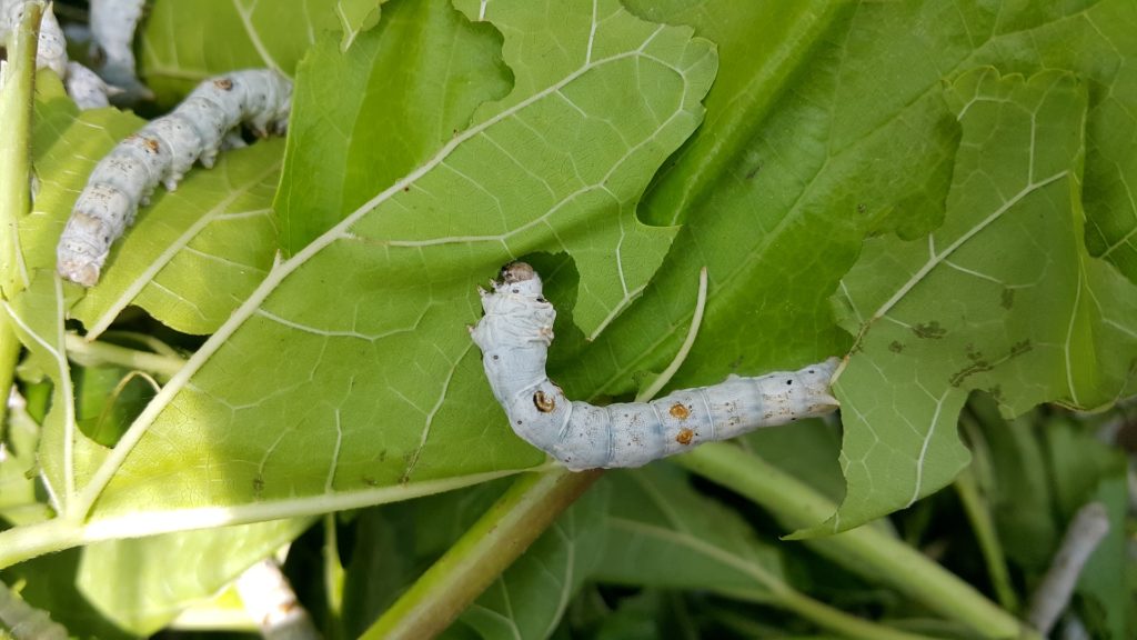 Beware All Silkworms