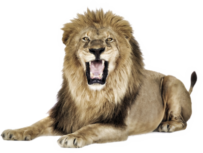 lion