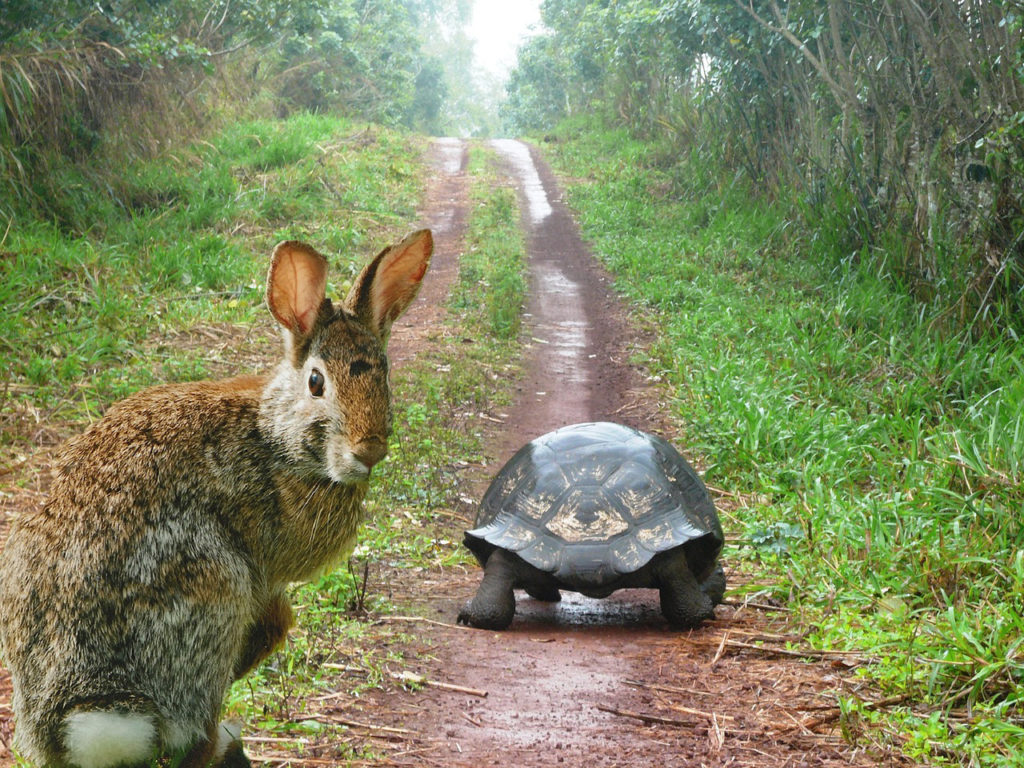 Tortoise and Hare Race