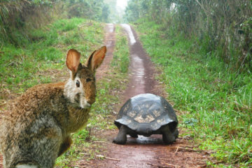 Tortoise and Hare Race