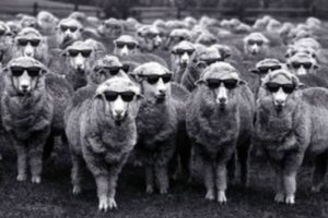 sheep with dark sunglasses