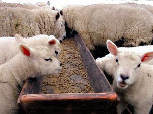 SHEEP EATING OUT OF A FEEDING TROUGH