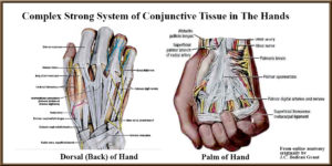 top and palm of hand showing conjunctive tissues
