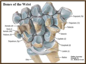 image of wrist bones