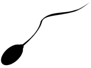 image of sperm